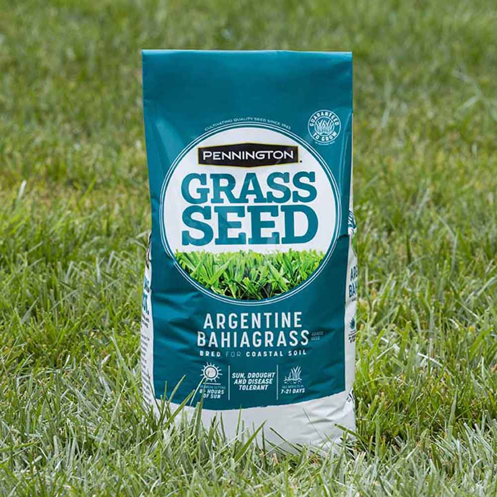 Bahia on sale grass seed