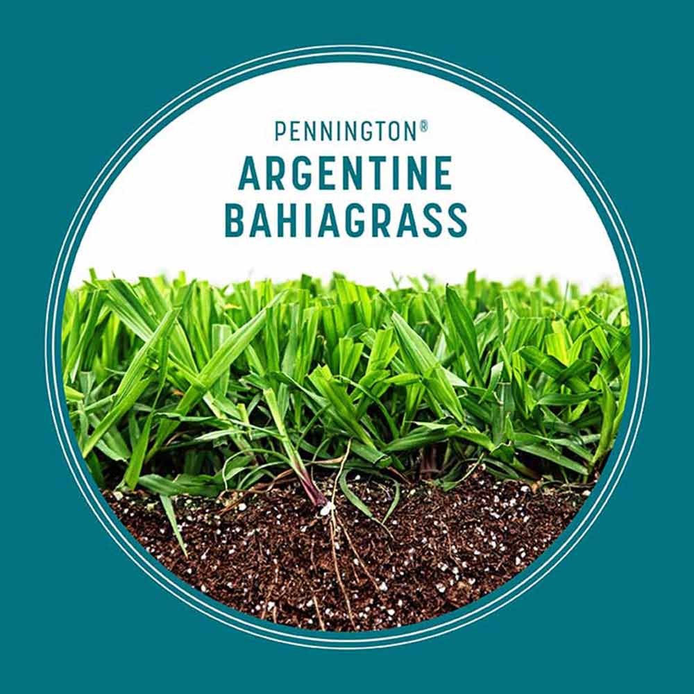 argentine-bahiagrass-grass