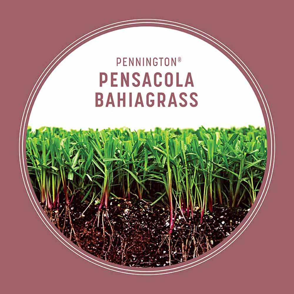pensacola-bahiagrass-grass