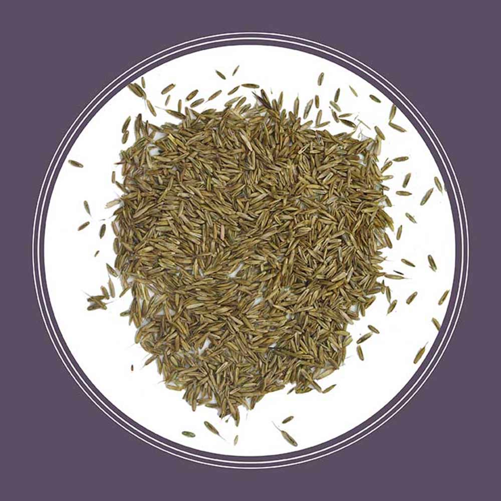 ryegrass-seed