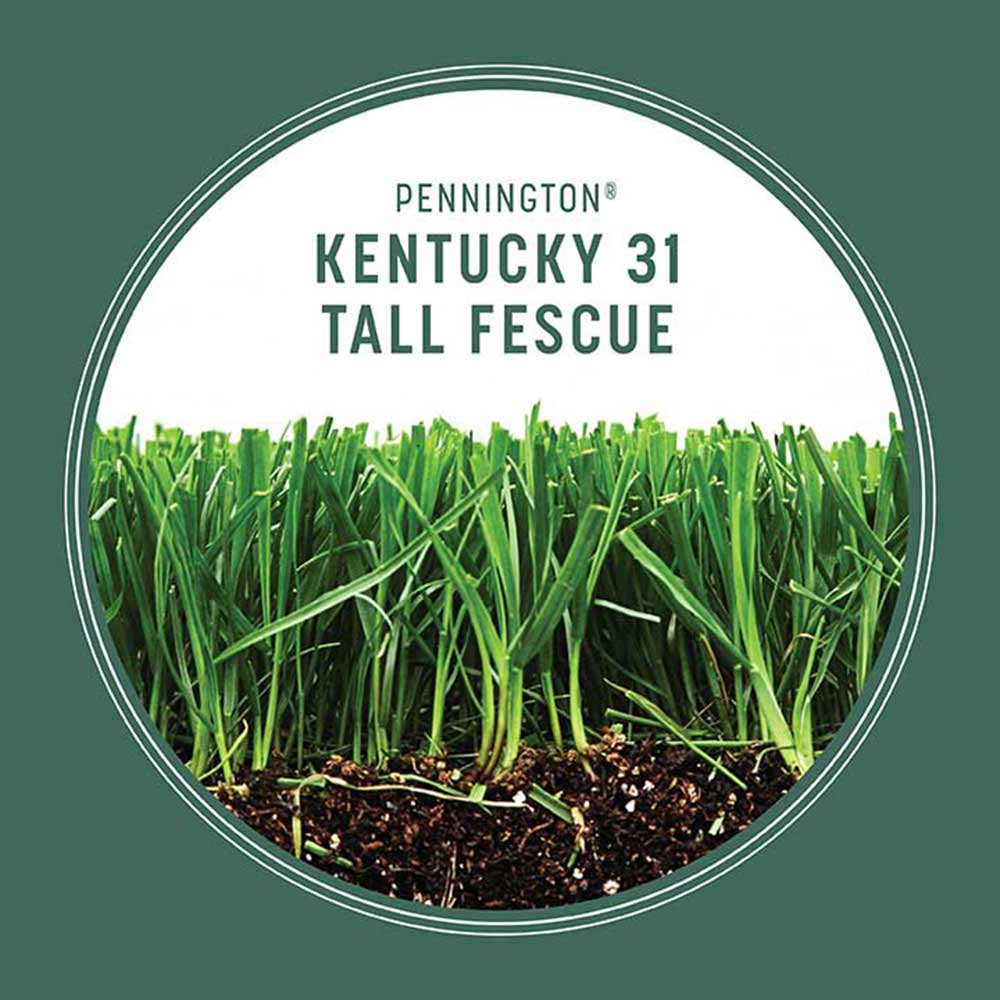kentucky-31-tll-fescue-grass