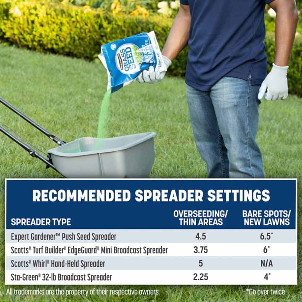 Blue shop grass seed