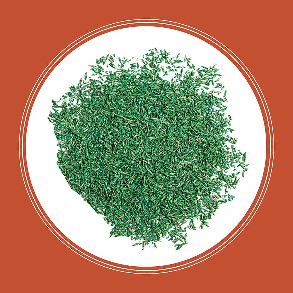 Bermudagrass-Grass-Seed-Alt-Images-10