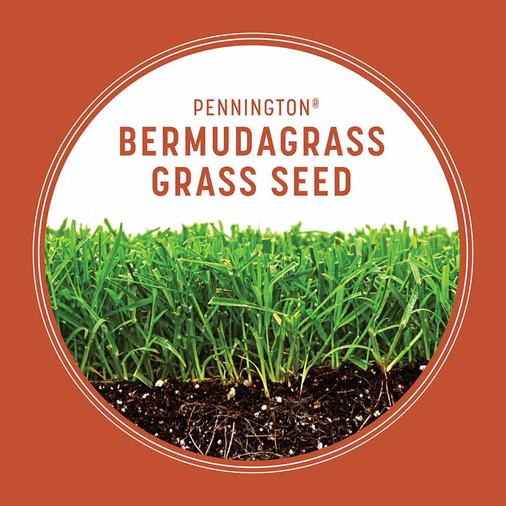 Bermudagrass-Grass-Seed-Alt-Images-3