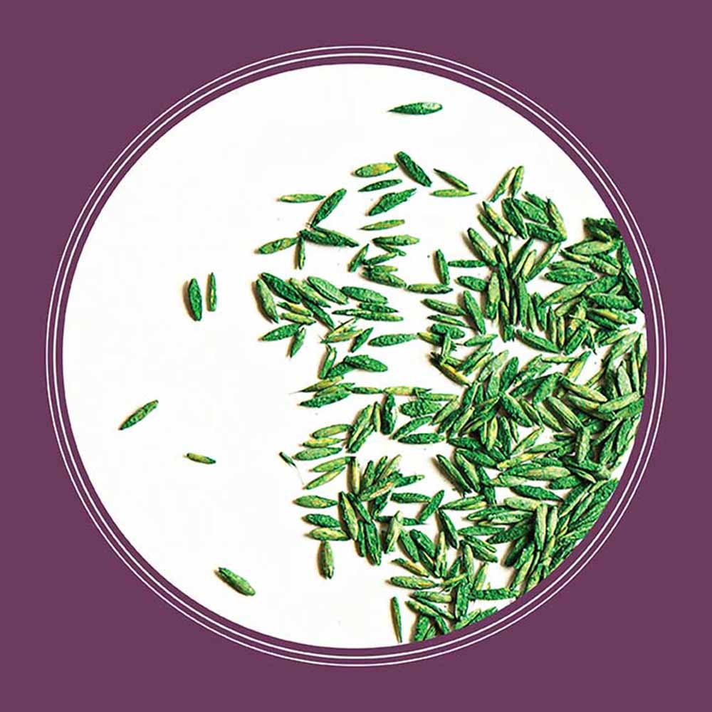 grass-seed