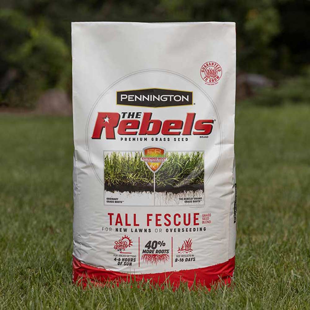 Everything to Know About Growing Tall Fescue Grass