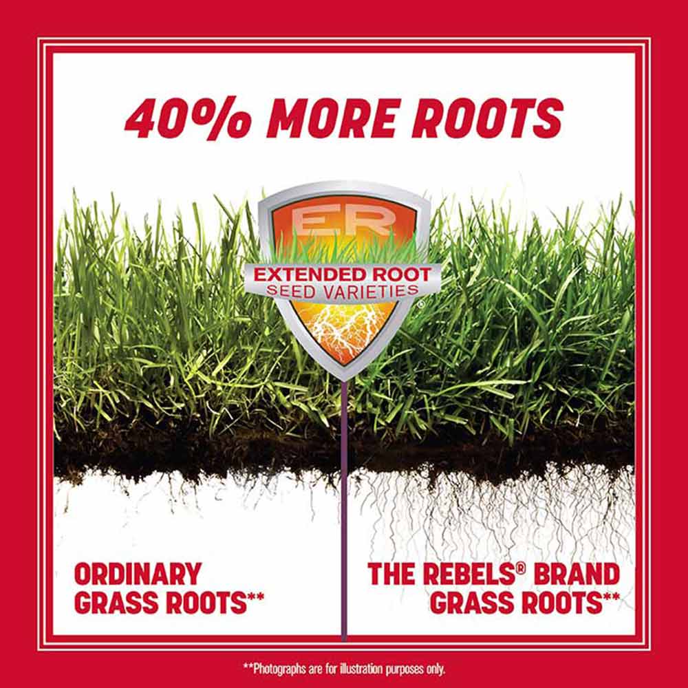 rebels-tall-fescue-roots