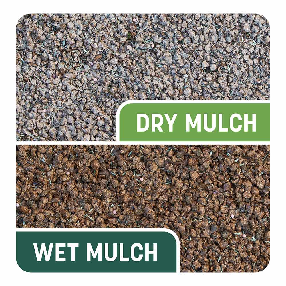 Smart-Patch-Tall-Fescue-12