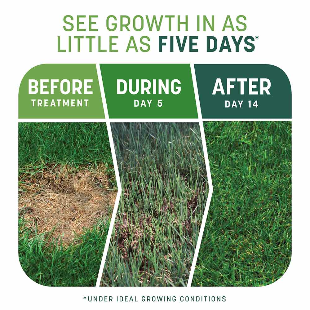 Everything to Know About Growing Tall Fescue Grass