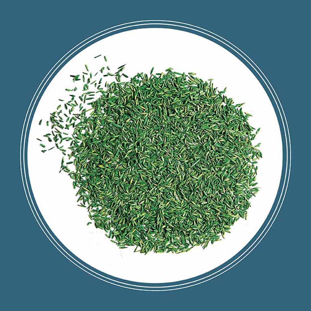 pennsylvania-grass-seed