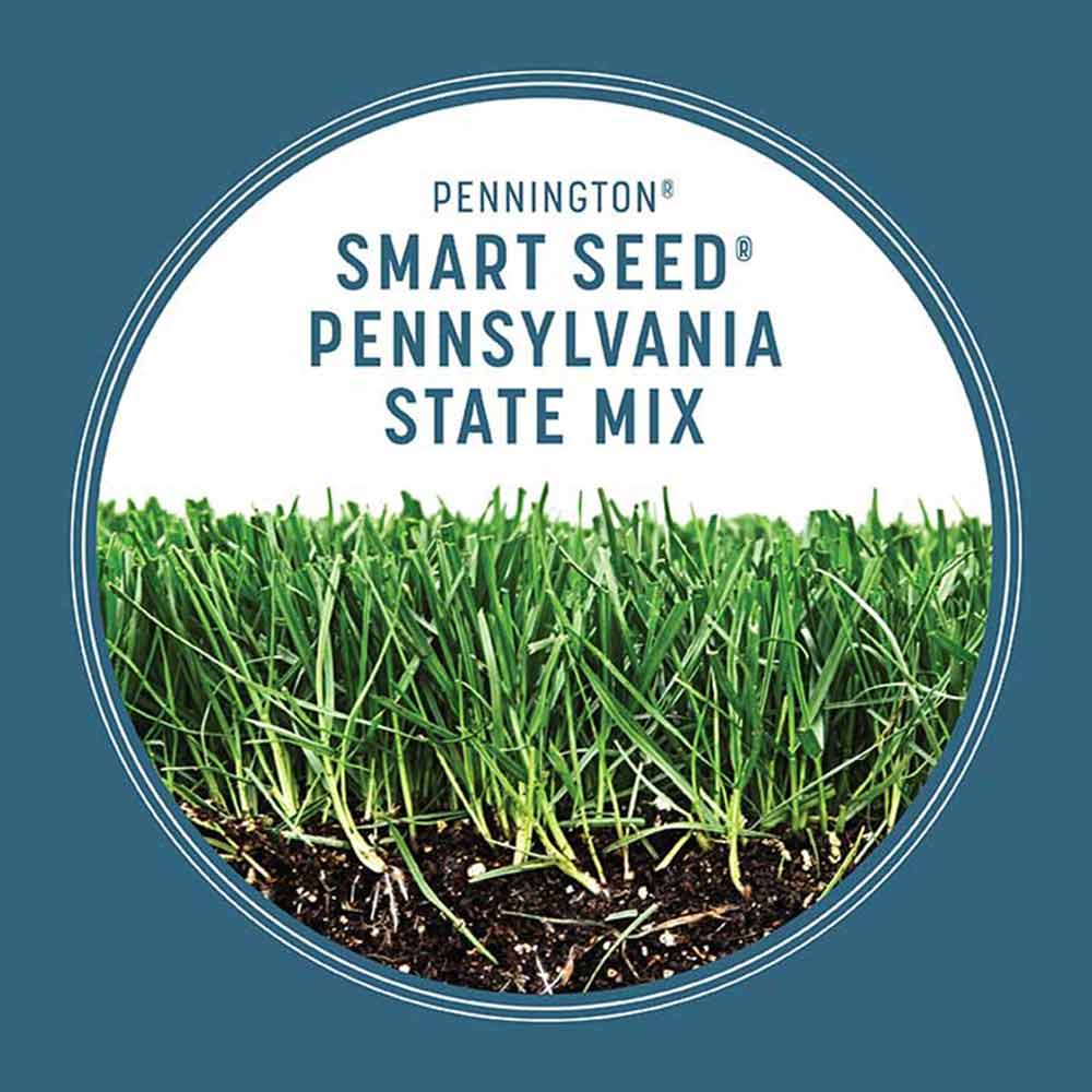 smart-seed-pennsylvania-grass-growth