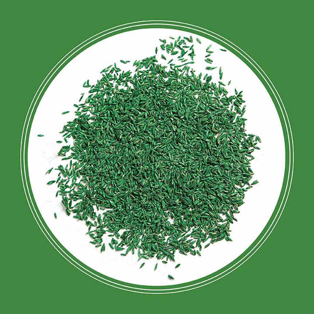high-traffic-grass-seed