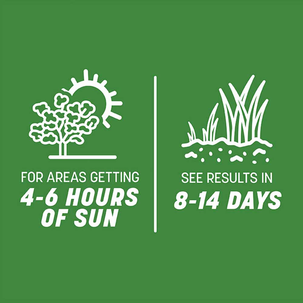 smart-seed-high-traffic-grass-sun-time