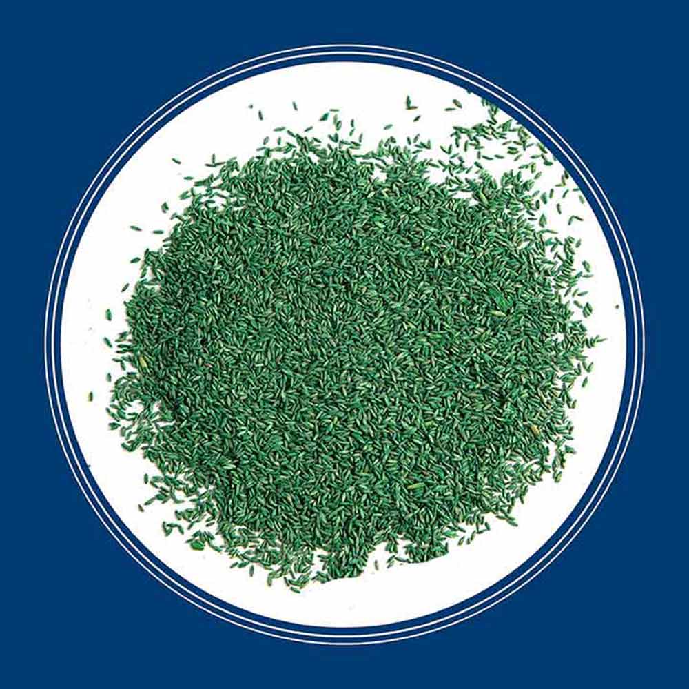 kentucky-bluegrass-grass-seeds