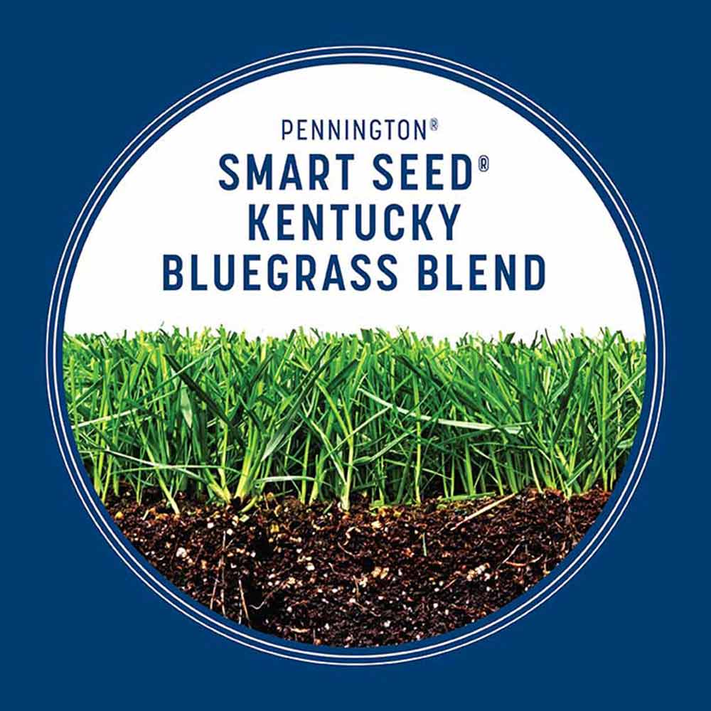 kentucky-bluegrass-growth