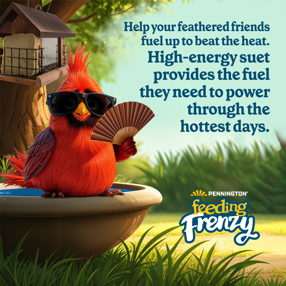 Pennington Feeding Frenzy Woodpecker Treat Suet Cake 11 oz