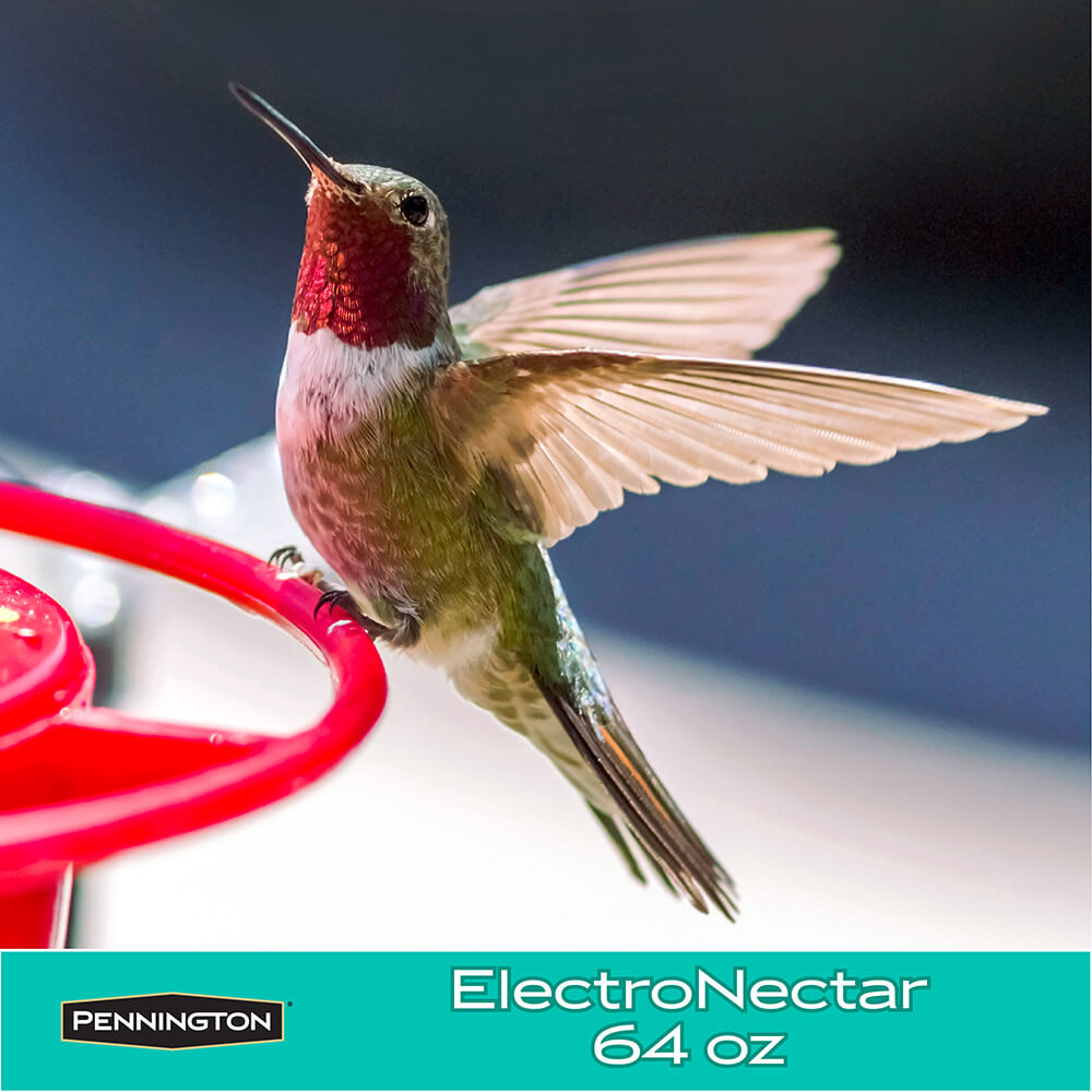 Hummingbird-ElectroNectar_5