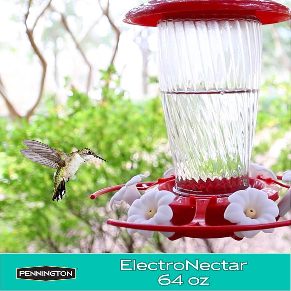 Hummingbird-ElectroNectar_6