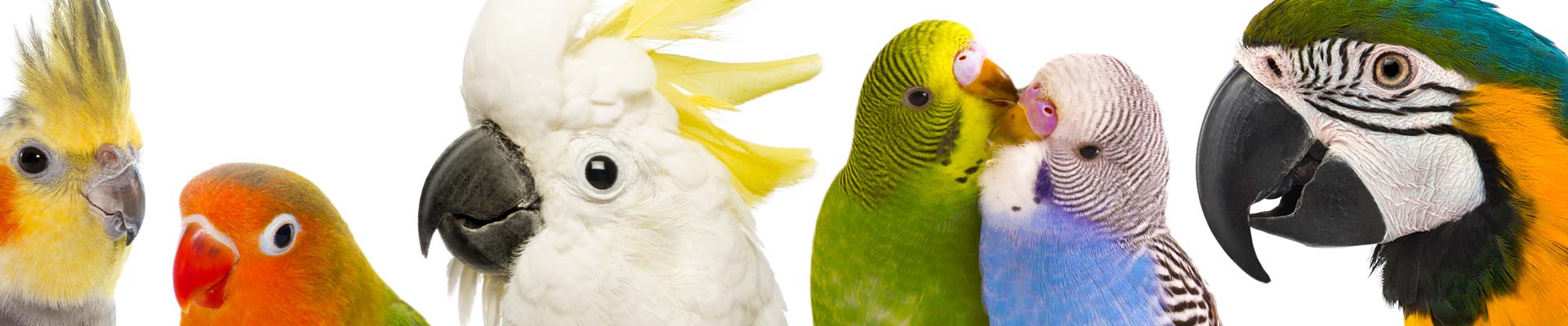 pet-bird-header