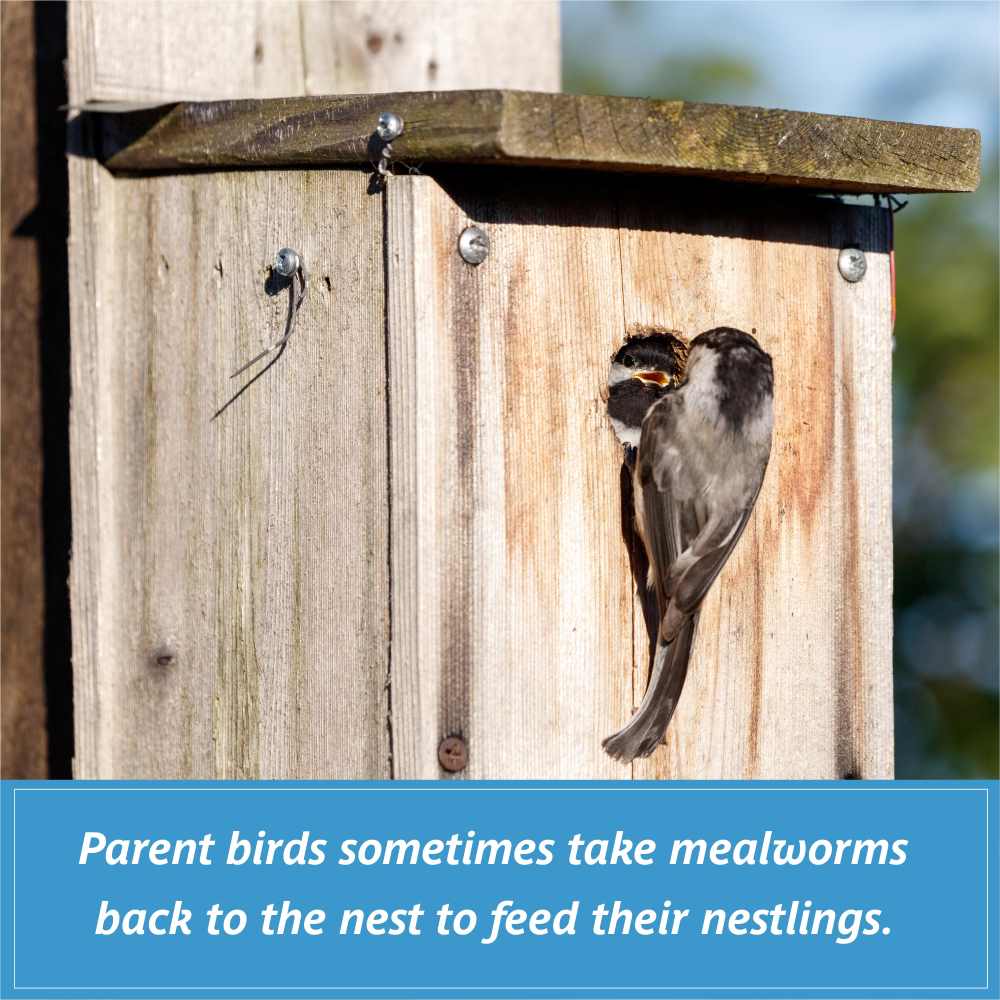 pennington select mealworms