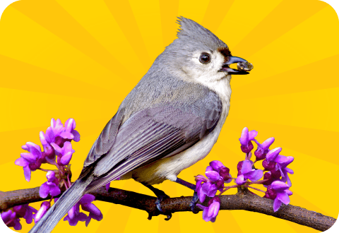 Homepage_WildBirdButton_480x330