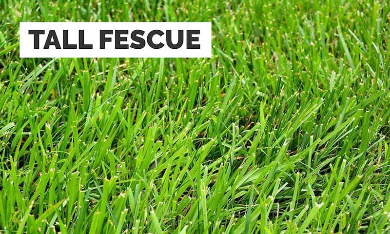 2. kentucky bluegrass
