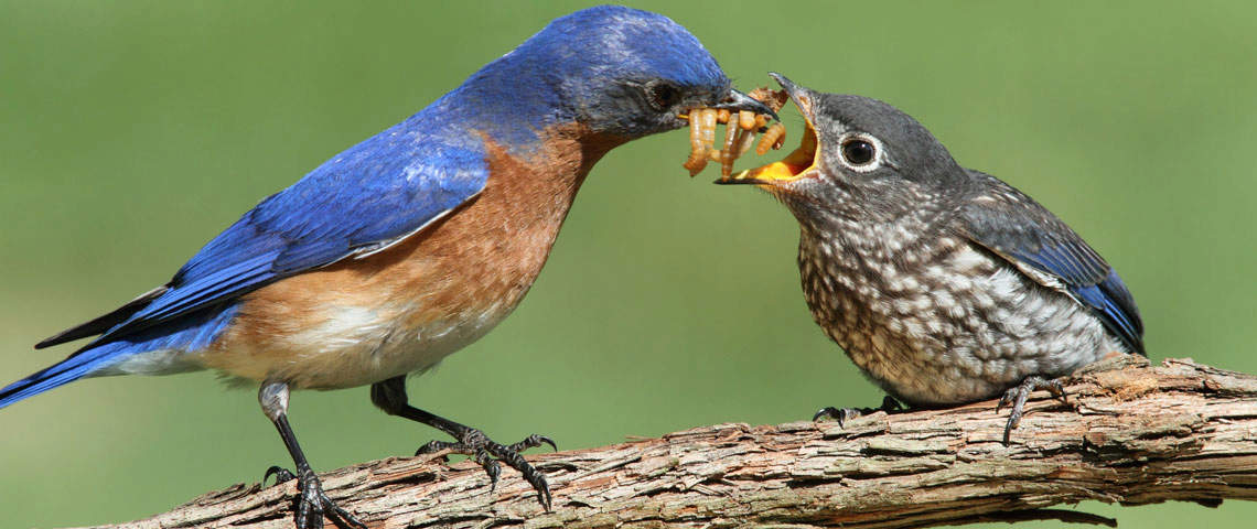 How Birds Feed Their Babies 