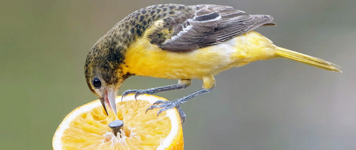 Feeding Birds Jelly Fresh Fruit