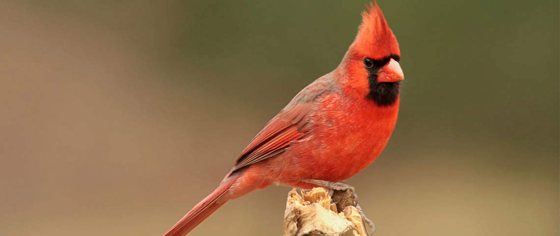 All about sale birds cardinal