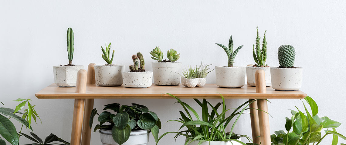 Whether to Keep Your Plant in Its Grow Pot or Pot It - The Sill