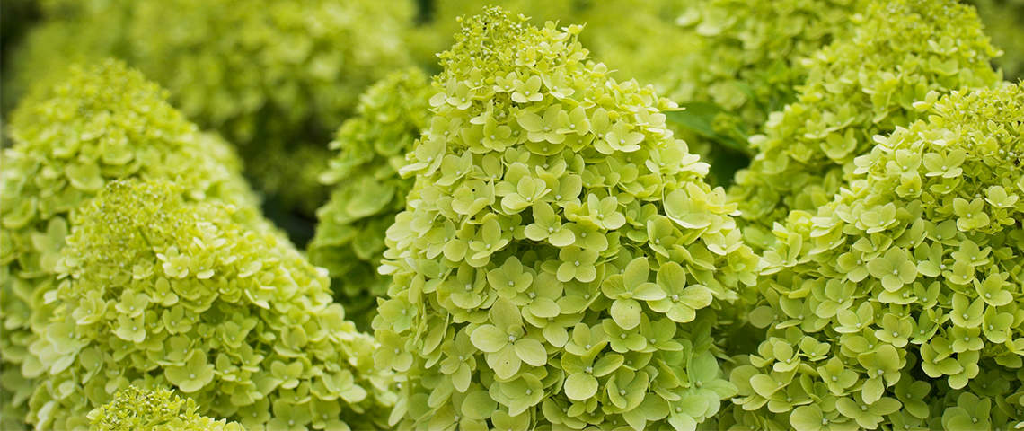 Hortensia limelight discount
