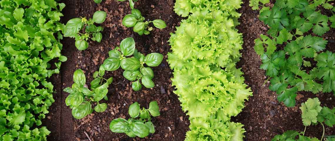 Plant Thriving Vegetable Garden How to Grow Tasty Homegrown Vegetables