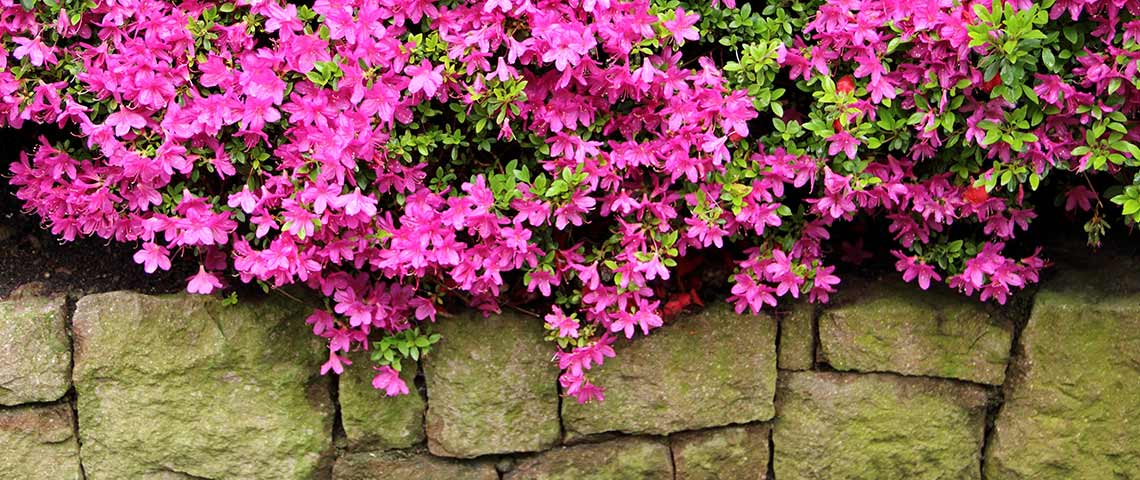 Grow and Care for Azaleas