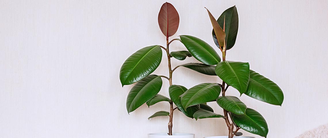 How To Grow And Care For A Rubber Plant (2024 Guide)