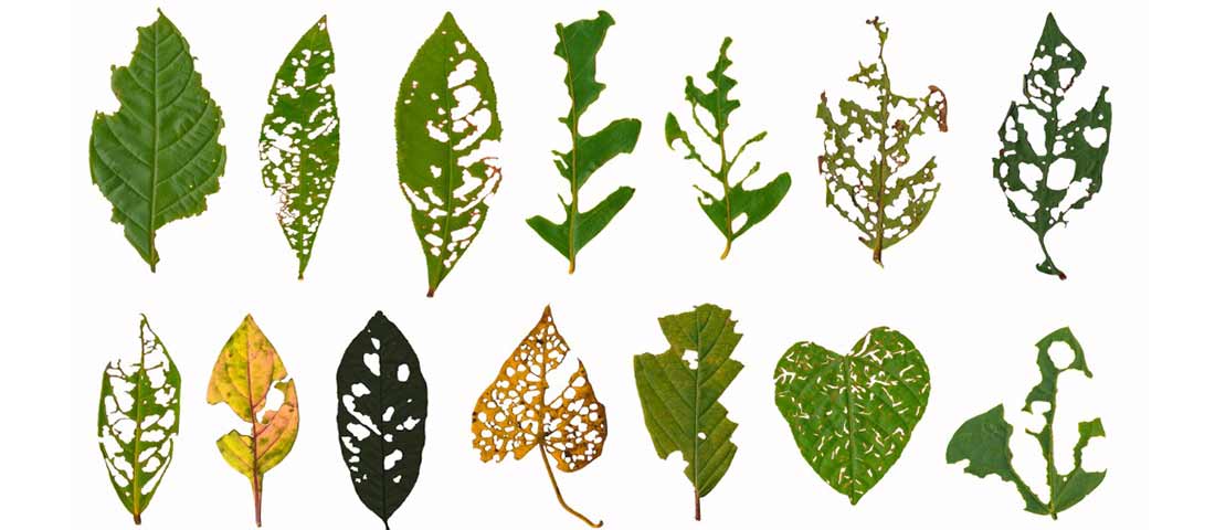 How to stop insects discount eating plant leaves