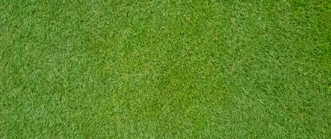 Image of Bermudagrass lawn
