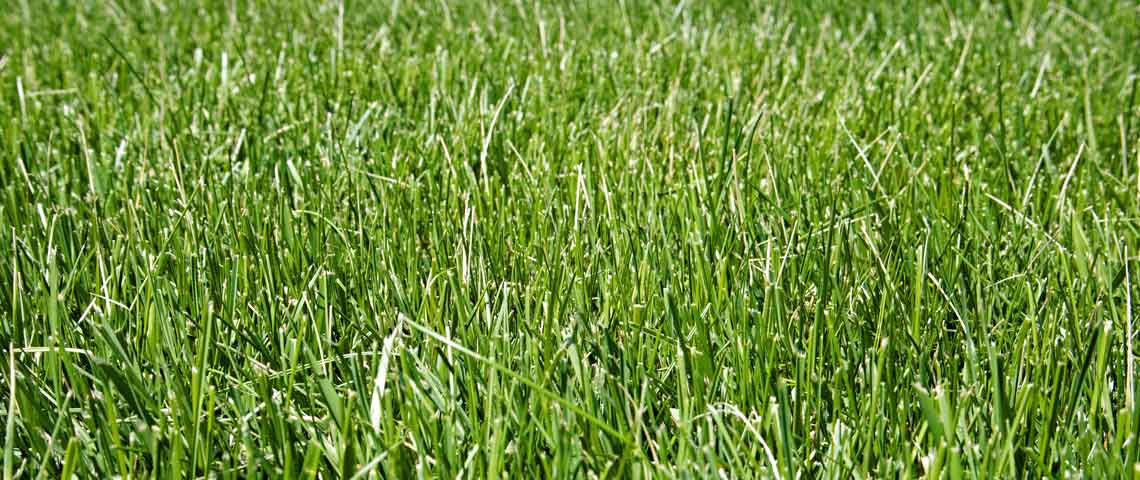 Everything to Know About Growing Tall Fescue Grass