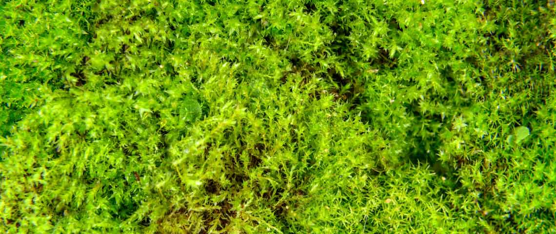 How To Get Rid Of Lawn Moss
