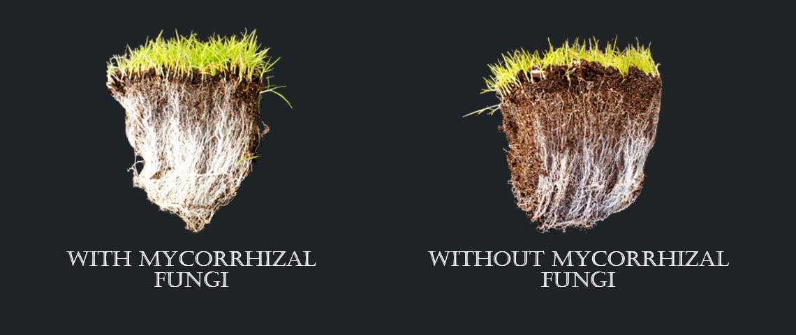 Why and How to Improve Grass Roots with Mycorrhizal Fungi