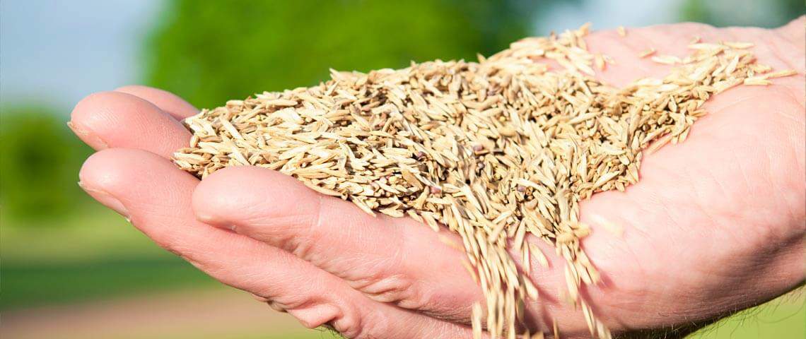 Best cheap grass seed
