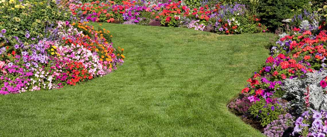 Why rainy weather is good for gardens and bad for lawns – Houston