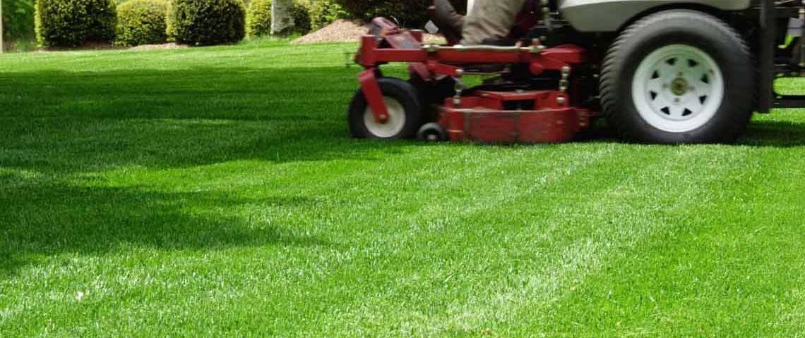 Professional Grass Advice for the Perfect Lawn
