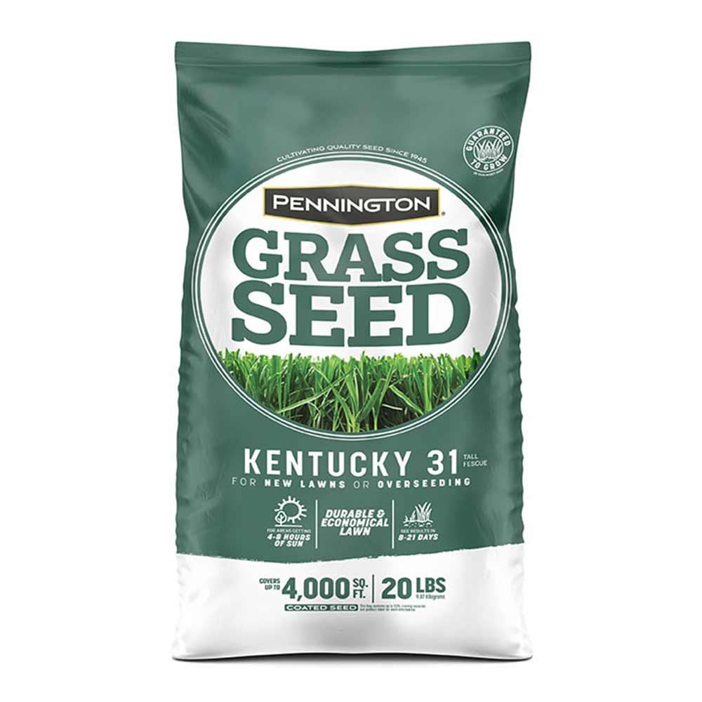 Raw Seed No Fillers Details about   Kentucky 31 Tall Fescue Grass 25 lb of Quality Grass Seed 