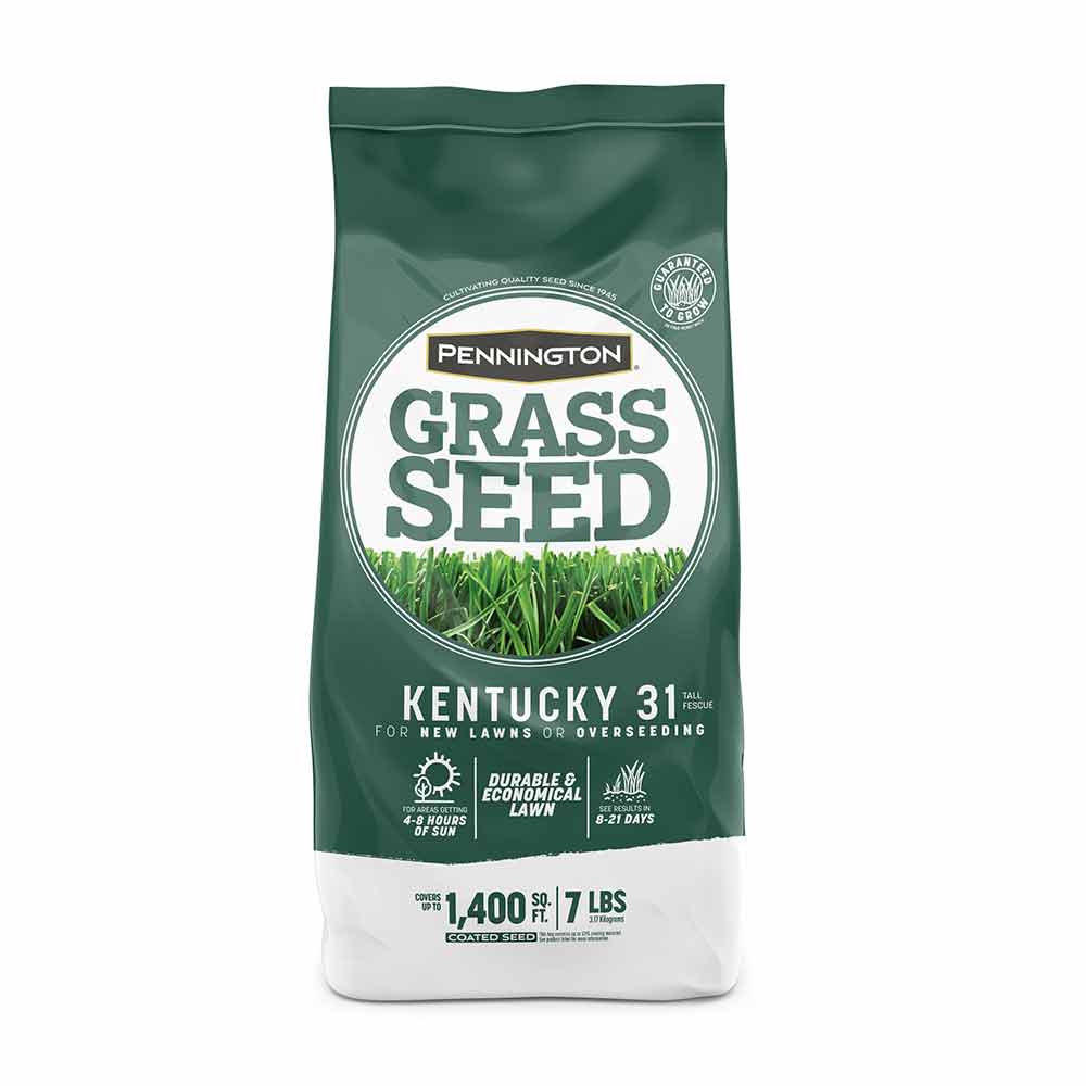 Ky 31 clearance tall fescue