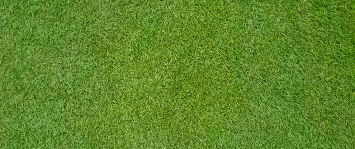 warm-season grasses: thrive in hotter climates