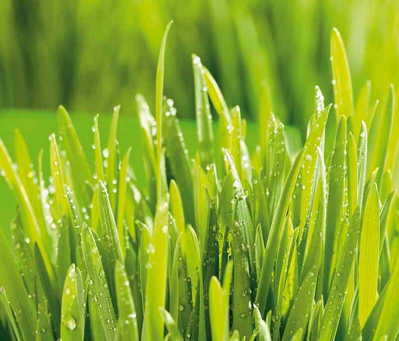 Fertilizer Labels: What N-P-K Numbers Mean