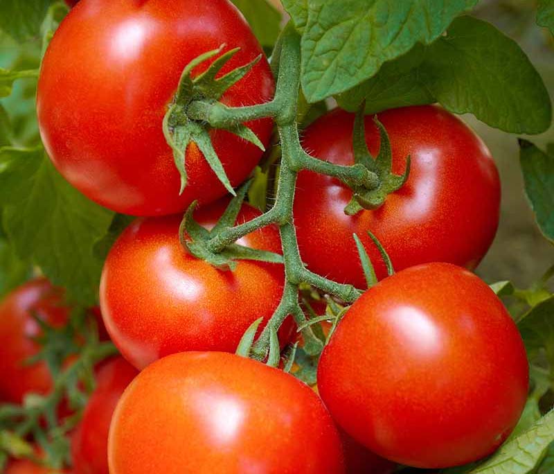 Fertilizer Labels: What N-P-K Numbers Mean