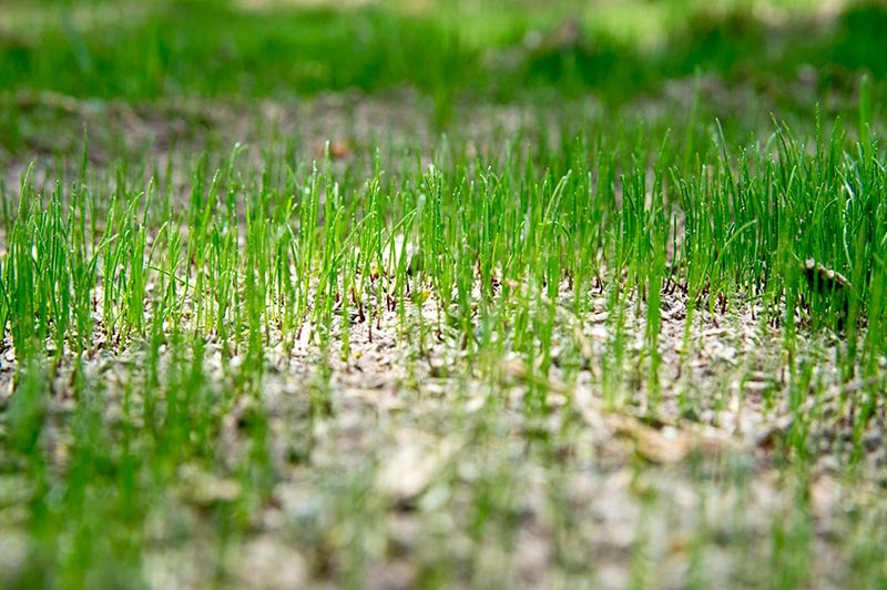 What is the Best Time of Year to Apply Fertilizer to My Lawn? 