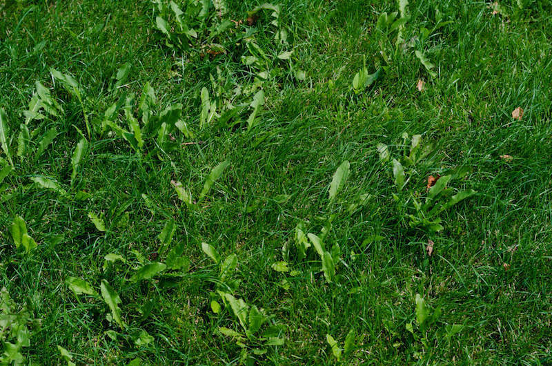 lawn aeration